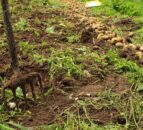 Met Éireann issues advisory for potato blight later in week