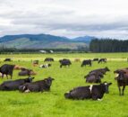 New Zealand reveals independent panel to review methane science