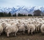 Farmers in New Zealand told to prepare as winter arrives