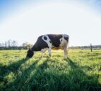 Dr. Joe Patton on how grass quality will drive milk solids