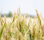 Grasslands and croplands provided 36m tonnes of crops in 2022