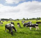 Stocking rate effects on cow performance and silage stocks