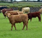 Research: 'Difficult decisions' on 'whether to prioritise milk or beef output'