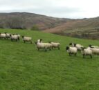 Blowfly strikes in Northern Ireland 