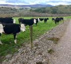 Teagasc Green Acres: Maximising animal performance in the Nire Valley