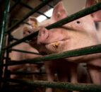 Increase in pigmeat output per sow recorded in 2023