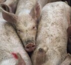 3,500 pigs to be culled after ASF outbreak in Germany