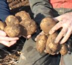 Opinion: Need to develop blight-resistant potatoes a priority