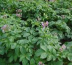 Main season potato planting almost complete - crops specialist