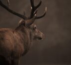 Deer management units and manager tender due in coming weeks