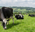 Striking the balance between grass utilisation and cow performance