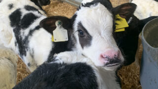 New series to focus on selecting sires to produce high quality dairy beef calves