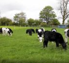 Virtual Farm Walk: Advantages of a mixed grazing system on beef farms