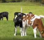 Virtual Farm Walk: Review of calf price this spring and calf rearing tips