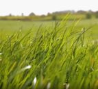 Virtual Farm Walk: Making quality silage will benefit farm profitability