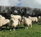 Morale 'never as low' and prices 'never as good' in sheep farming