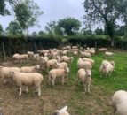 Sheep trade: €1/kg cut to hogget quotes as spring lamb prices drop