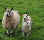 Sheep Improvement Scheme balancing payments commence