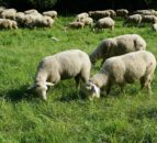 Sheep trade: Spring lamb and hogget quotes drop by 50c/kg