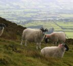 DAFM submits final PGI application for Comeragh Mountain Lamb