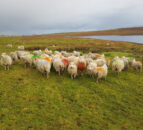 Managing 650 breeding ewes on the Shetland Islands