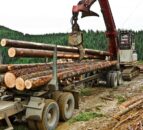 'Irish forestry sector to double in size over the next 10 years'