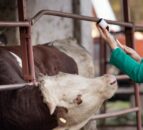 Vets face pressure to prescribe antimicrobials 'more responsibly'