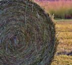 Should farmers 'bulk up' silage during the first cut?