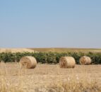 Farmer donates 10 bales to charity for auction