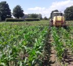 Tillage: Maize crops coming under stress this year