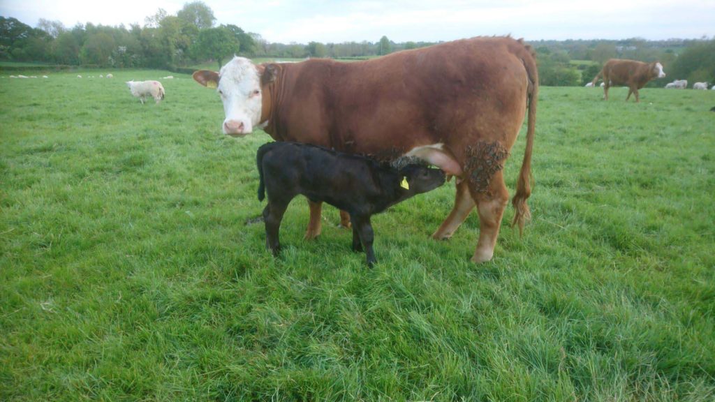 Citizens’ Assembly - biodiversity and suckler cows