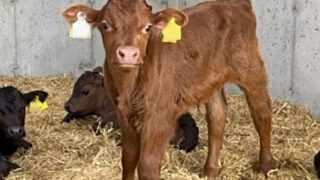 Dairy Beef Index Series: Dairy beef breeding in Galway