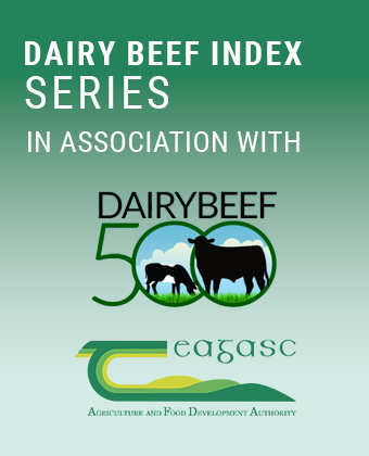 Dairy Beef Index Series