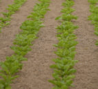 CropsWatch: Targeting Beet Inputs towards Crop Performance