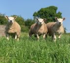 Sheep Focus: Heading for Carrick for the 4th year in a row for the Big Boy Ram Sale