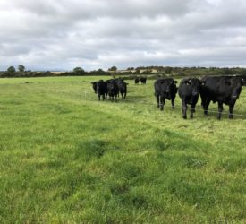 Factory ‘opportunism’ on beef prices is unacceptable – farm org