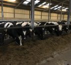 Milk Price Tracker: New year starts with positive trend