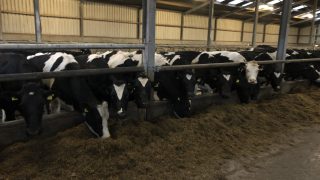 Milk Price Tracker: New year starts with positive trend