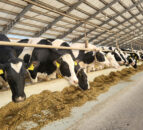 Dairy Focus: Making changes to futureproof Hungary farm