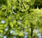 TD: Dead ash trees near roads pose 'a serious risk to people'