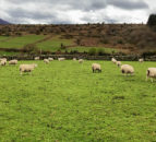 Lambing season on the farm of Padraig Joyce Co. Carlow