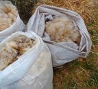 Teagasc and wool council produce videos on shearing best practice