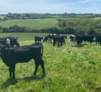 ABP Monitor Farms: Update from Cork dairy and beef farm