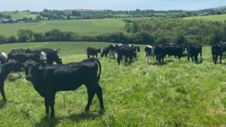 ABP Monitor Farms: Update from Cork dairy and beef farm