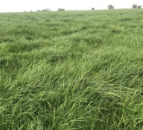 Growth Watch: Keep silage quality in mind when making next grazing decision