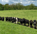 ABP Monitor Farms: Update from Cork dairy and beef farm