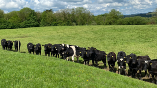 ABP Monitor Farms: Update from Cork dairy and beef farm