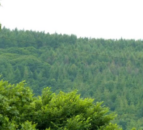 DAFM examines reconstitution scheme for Japanese larch forests