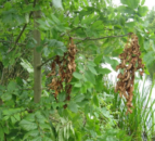 Opinion: Ash dieback problem should not be overlooked