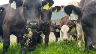 Commercial Beef Value Series: Understanding CBV of calves